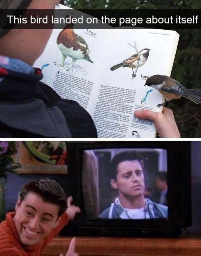 The bird flew to look at itself in the book when the page with it was opened - Birds, Humor, Joey Tribbiani