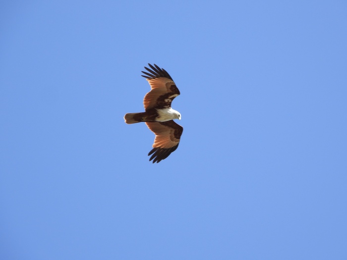 Brahmin kite - My, Kite, The photo, Birds, Observation, Nikon, Zoom