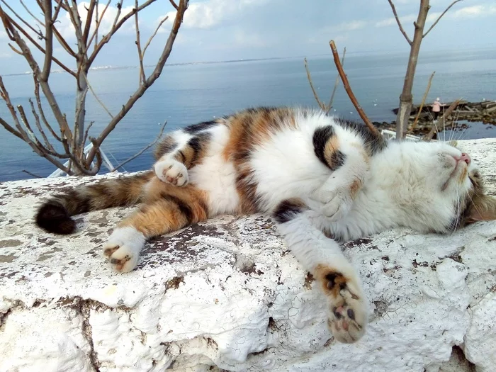 Sunbathing - My, cat, Sea, The horizon is littered, Longpost