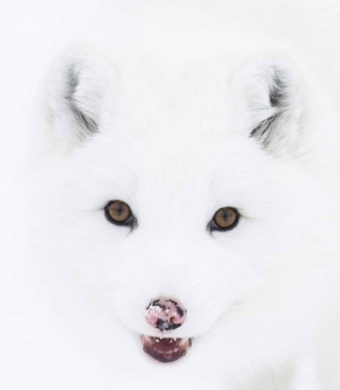 Невидимый песец ^.^