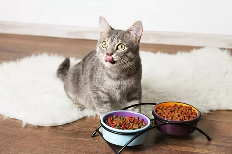 Appetite stimulants for cats - My, Cat's food, Stimulant, Veterinary, Longpost, cat, Appetite