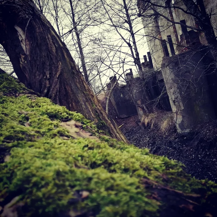 Mysterious Belarus - My, Kripota, Nature, Republic of Belarus, Abandoned, Forest