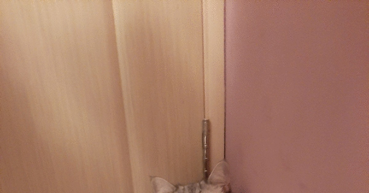 Who's there?! - My, cat, Catomafia, GIF