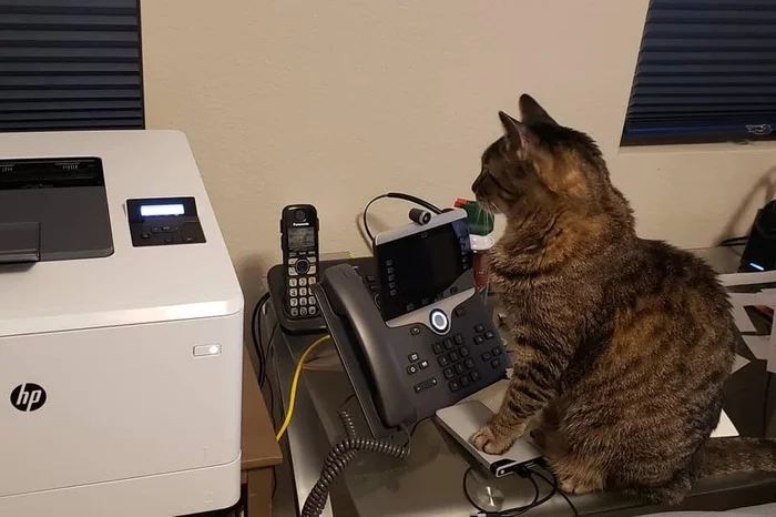 Don't distract the secretary. She prints it out - cat, Catomafia