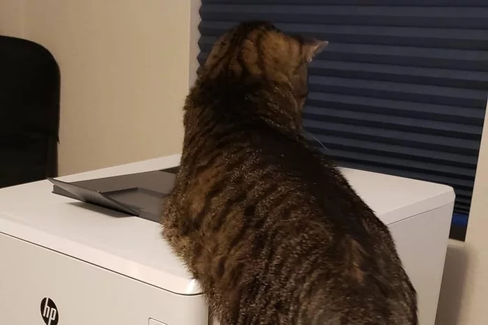 Don't distract the secretary. She prints it out - cat, Catomafia