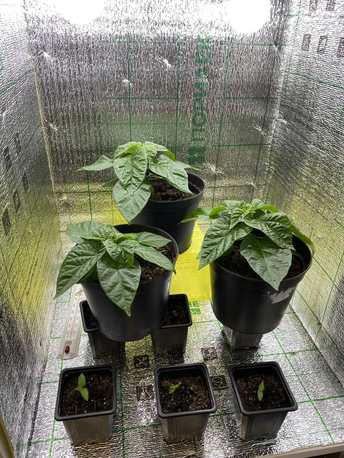 Kettle grows hot peppers: part 6 - My, Habanero, Pepper farming, Growbox, Longpost