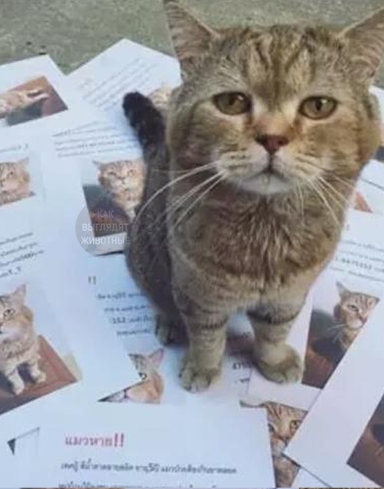 The cat returned from a 21-hour walk and found the owner posting notices about his disappearance - cat, The missing, Found things, Longpost