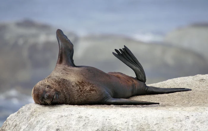 In an unknown ocean - My, Humor, Photographer, Seal, South Africa, Cape Town, Adventures, Black Men, Longpost