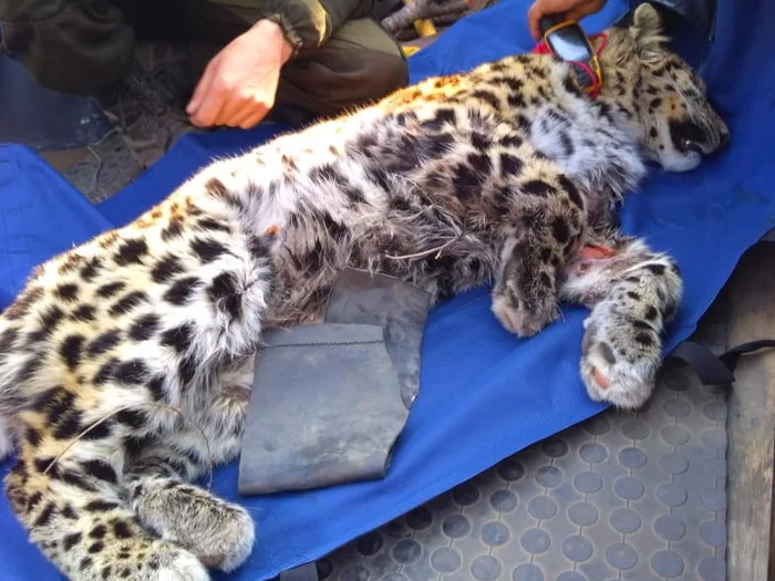 Elbrus: saving one leopard - My, Leopard, Longpost, Predator, Animals, Moscow Zoo, Video