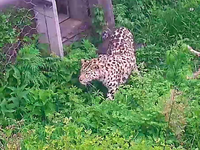 Elbrus: saving one leopard - My, Leopard, Longpost, Predator, Animals, Moscow Zoo, Video