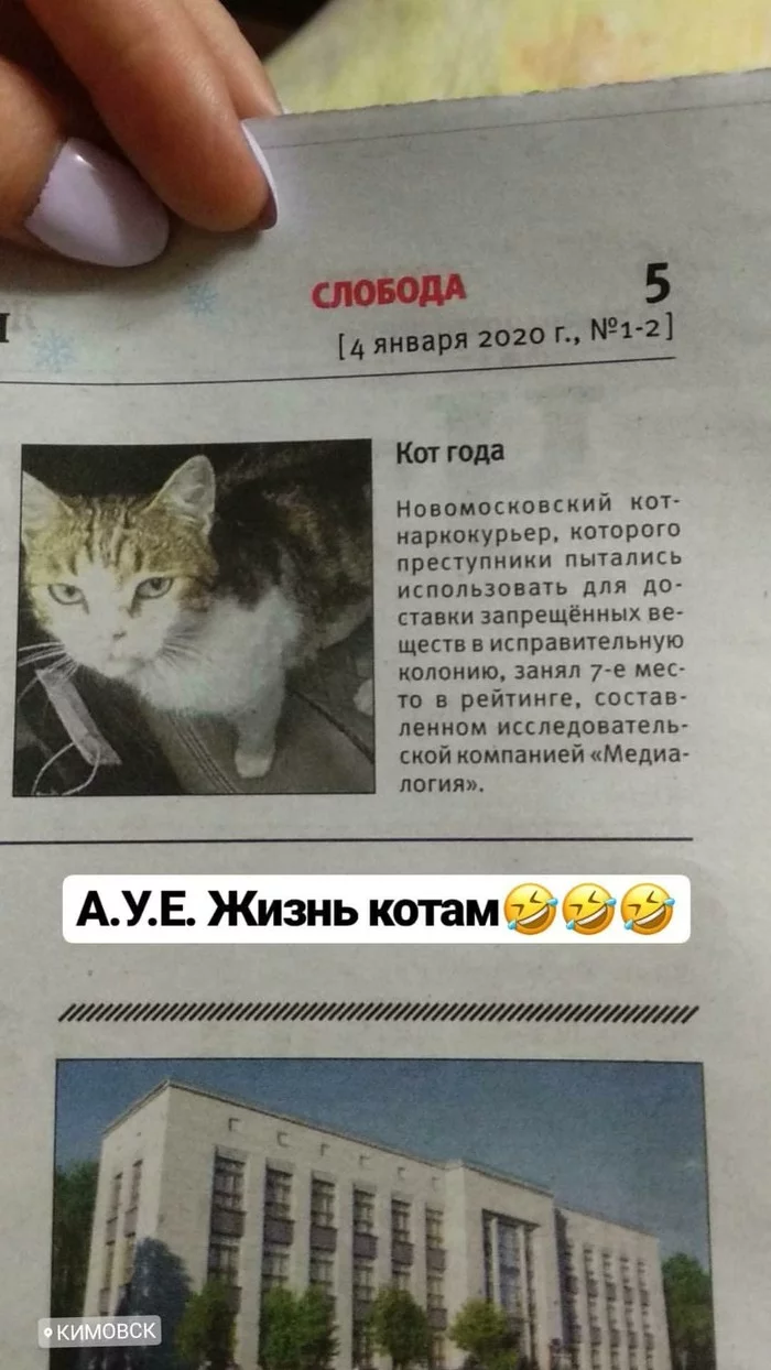 When you have 9 lives and don't care about the law - My, cat, Humor, Russian newspaper, Sloboda, Article, AUE, Drug addicts