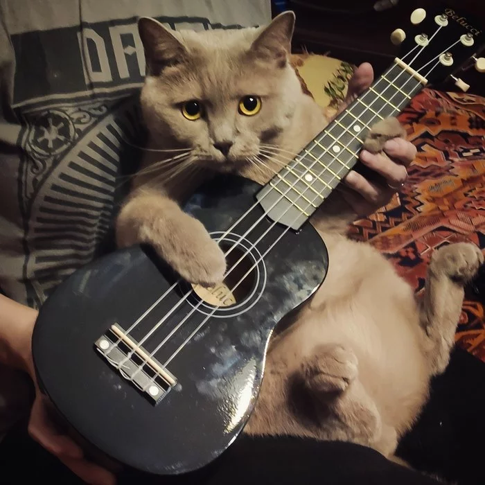 Kotulele - My, Ukulele, cat, Musical instruments