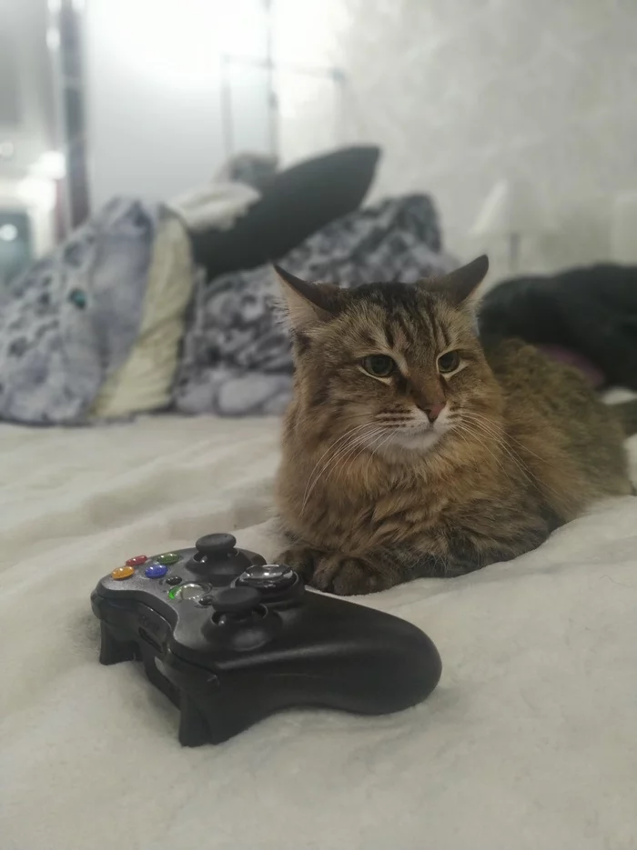 When you play with Pussy on Xbox - My, Xbox, Games, Catomafia, cat