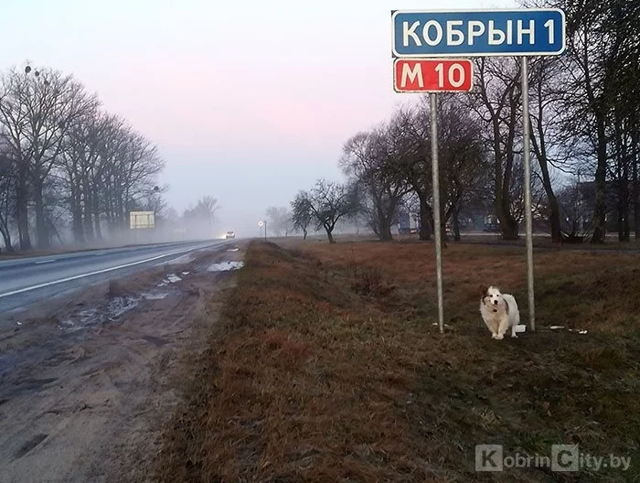 Almost Hachiko... - Dog, Hachiko, Friends, Longpost, Republic of Belarus