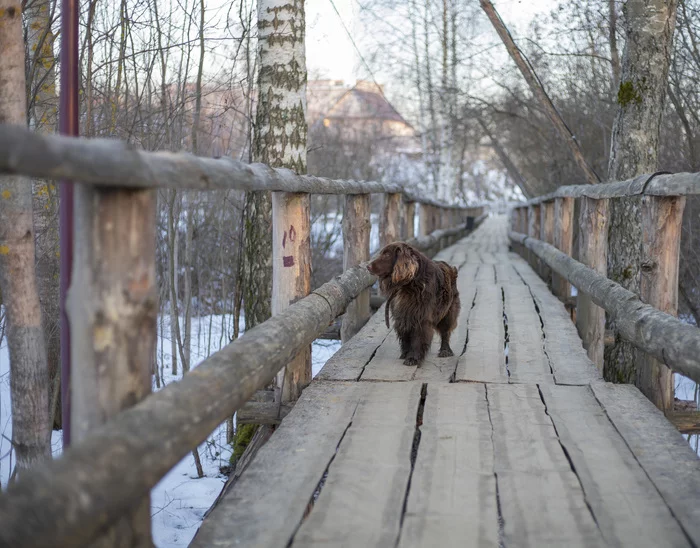 The Dog's Way - My, Dog, The photo, Kirzhach