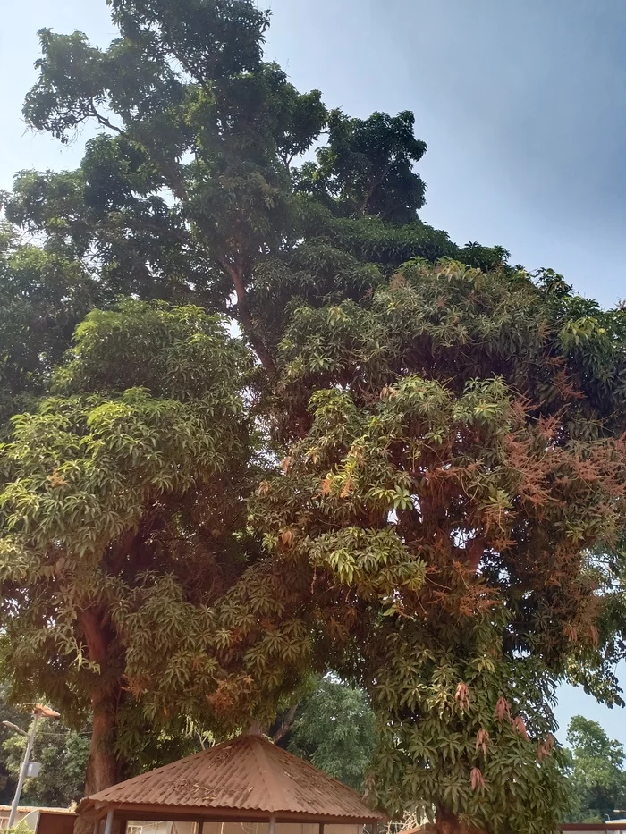 Mango - My, Africa, Mango, Tree, Longpost