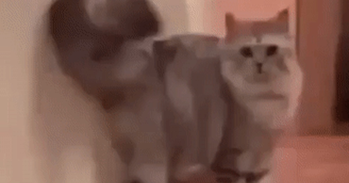 Treacherous Attack - cat, Attack, Tail, GIF