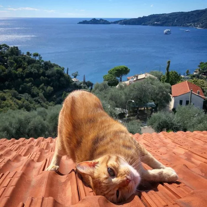 Nice at sea in summer - cat, Summer, Redheads, Tan, Sea, Italy