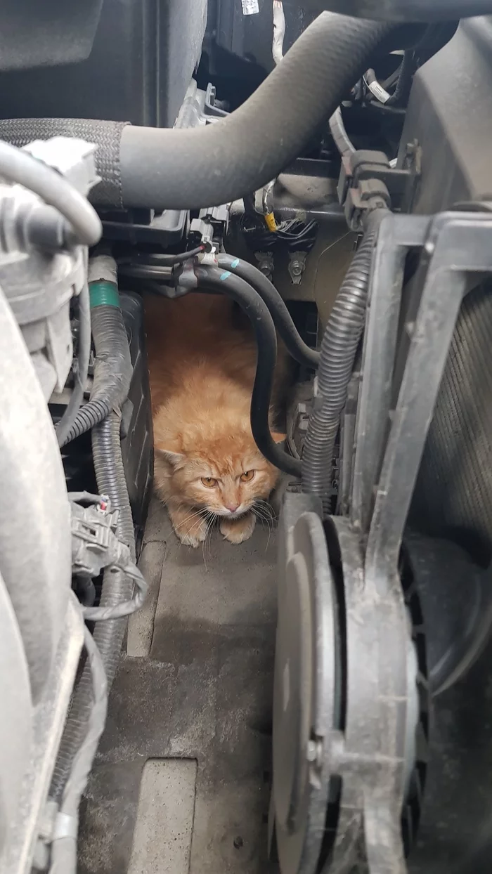 Cats 7. (Cat-Auto Mechanic) - My, cat, New life, Kittens, The photo, Found a home, Longpost