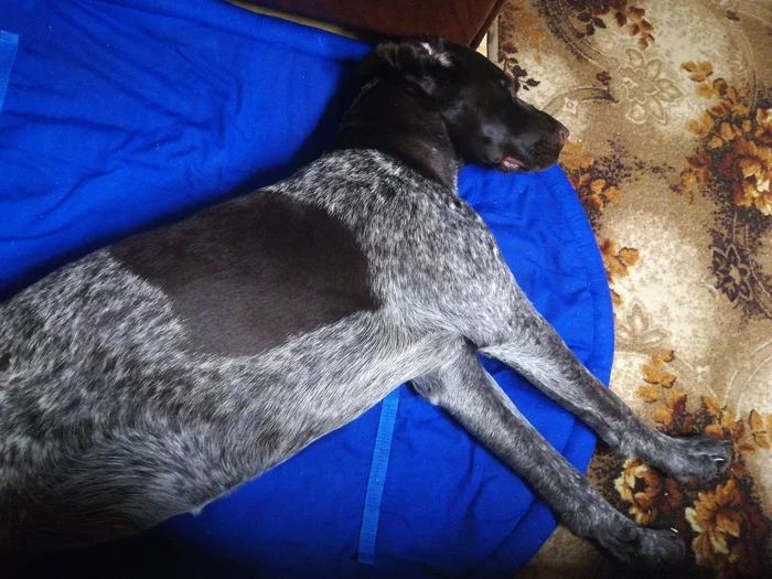 Shorthaired Pointer found - My, Kurzhaar, Dog, Found a dog, No rating