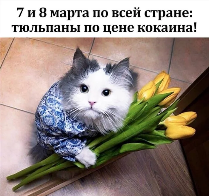 Post #7275939 - Humor, March 8 - International Women's Day, Tulips, High prices, cat, Rostov