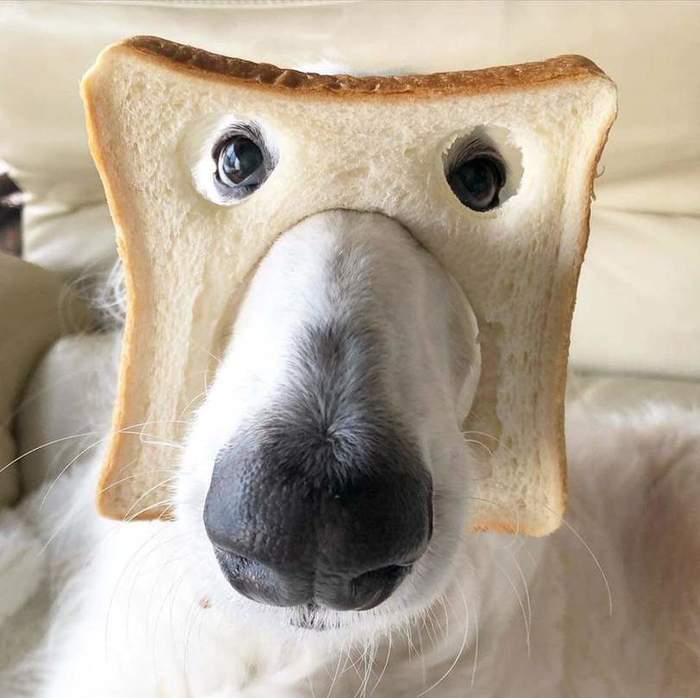 My master is an idiot - Dog, Bread, Mask, Pets