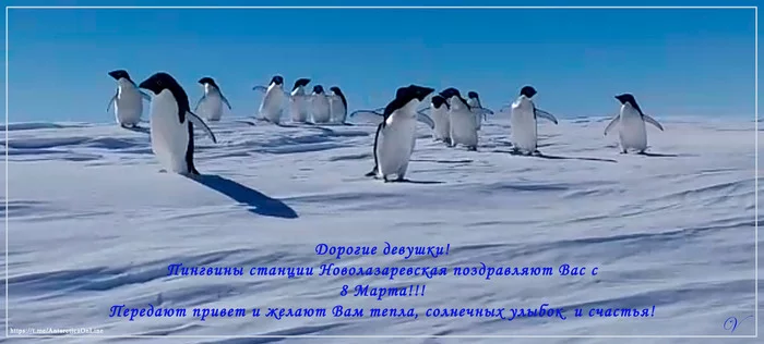 Happy March 8th! - My, Antarctica, Antarctica On-Line, Novolazarevskaya Station, March 8 - International Women's Day