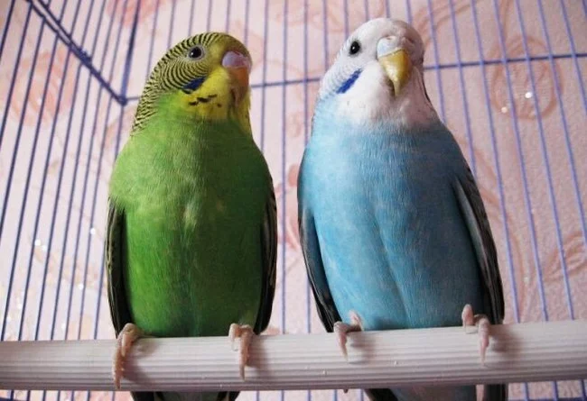 Is it possible to return parrots that have flown away? - My, Budgies, Pair