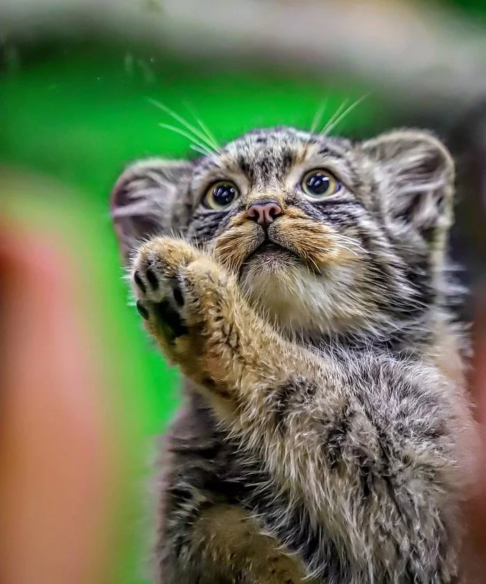 Manul - The photo, Pallas' cat, Small cats, Cat family, Predatory animals, Wild animals, Zoo