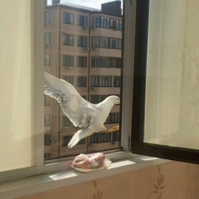 Defrosting in Anapa style - My, Seagulls, Meat, Defrost, Thief