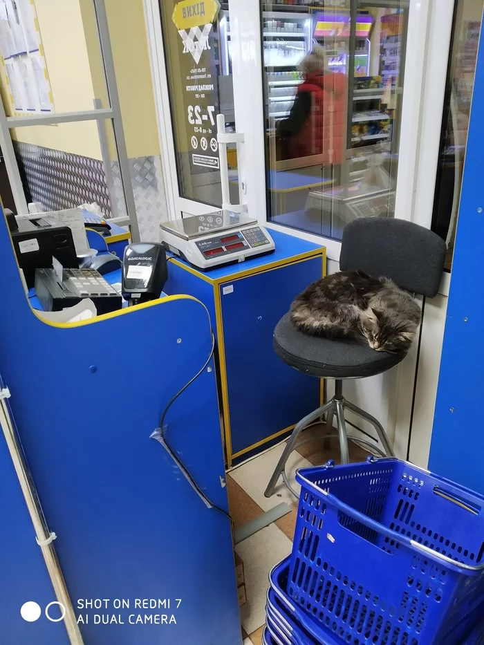 Fluffy cashier) - My, cat, Cashier, Best Employee