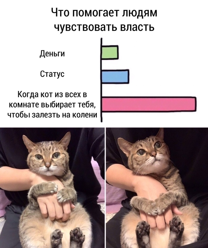 А все потому, что коты властвуют вселенной)