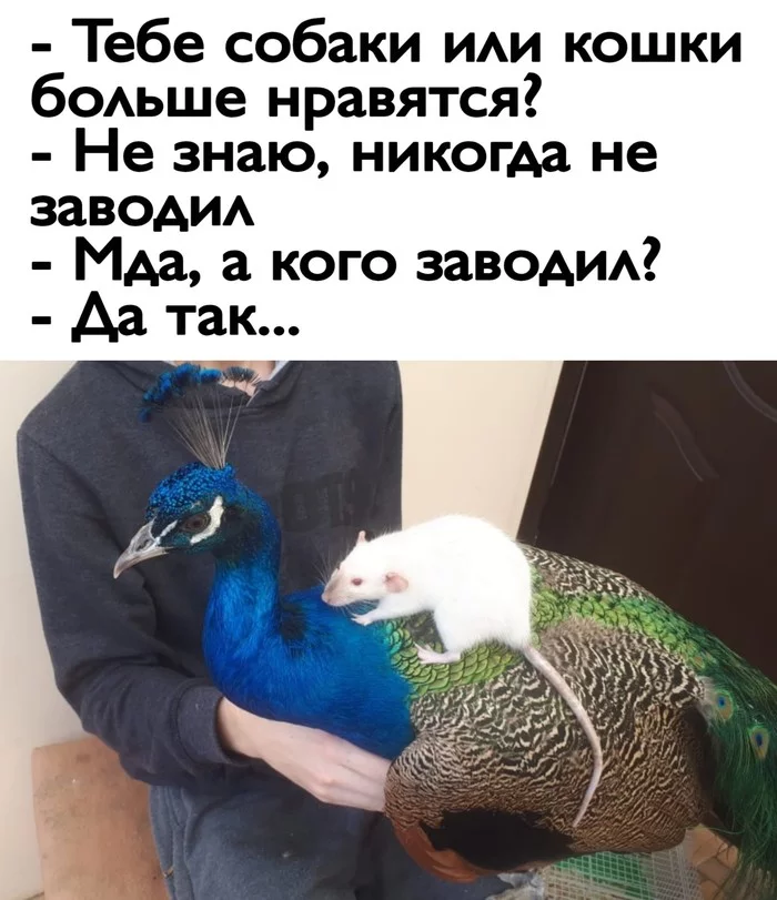 The main thing is to scratch behind the ear) - Rat, Peacock, Pets, Picture with text