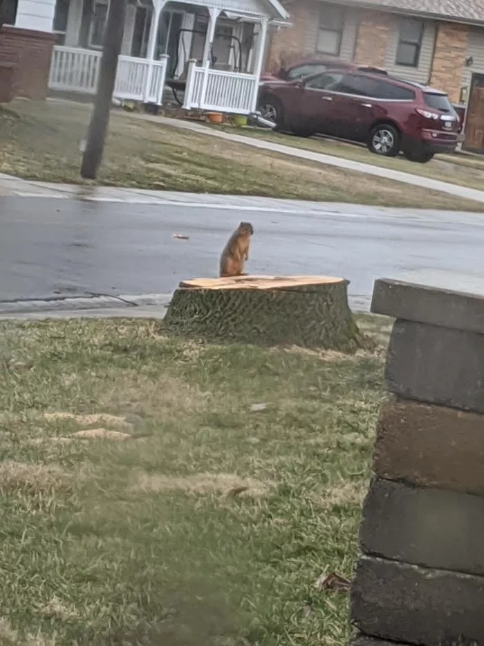 When your house was cut down - Reddit, Tree, Gopher, Tree felling, Stump