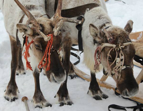 How the Khanty are waiting for spring... - My, Lyantor, KhMAO, Khanty, Longpost