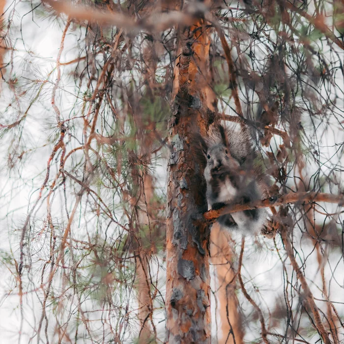 Morning walk in the park - My, Squirrel, The photo, Lightroom, Canon, The park, Longpost