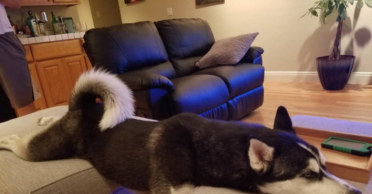 Смешные позы кошек. Я кот мне так удобно. Они очень удобные и так. Мемы с котами. Мне так удобно.