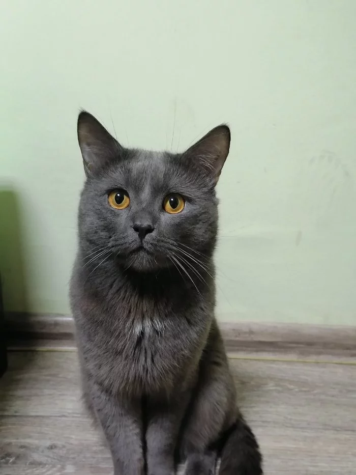 Aristocrat from Obninsk - My, Brother, cat, Catomafia, Video, Longpost