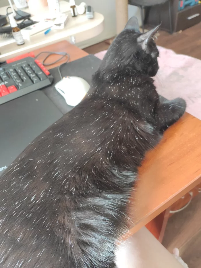 Speckled cat :3 - My, cat, Catomafia, Longpost