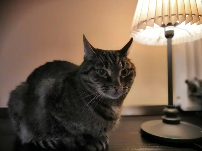 Acquaintance - My, cat, Catomafia, Woolen, Cat with lamp