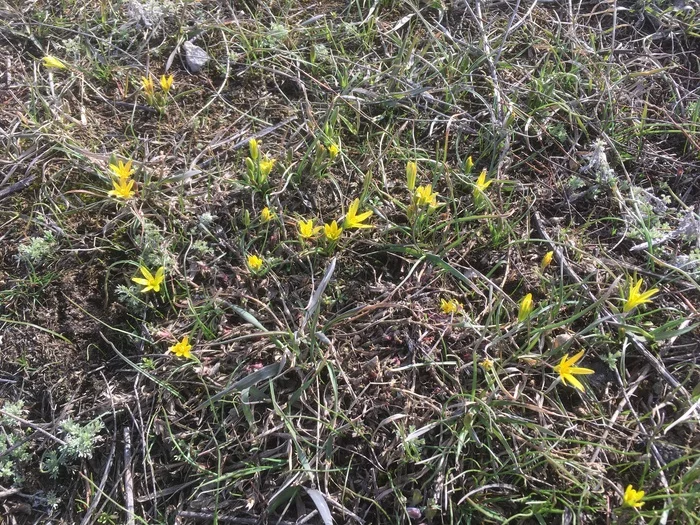 Snowdrops, spring has come - My, The photo, iPhone SE, Nature, Flowers