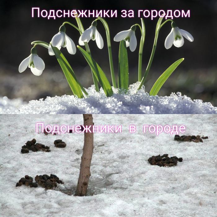 Urbanism in spring - Urbanism, Town, Snowdrops flowers, Dog lovers, Garbage, Negative