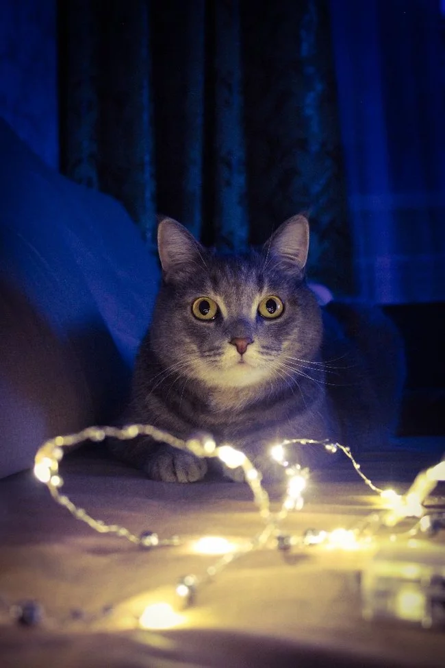 Meow - My, cat, Cat with lamp, Catomafia, Longpost