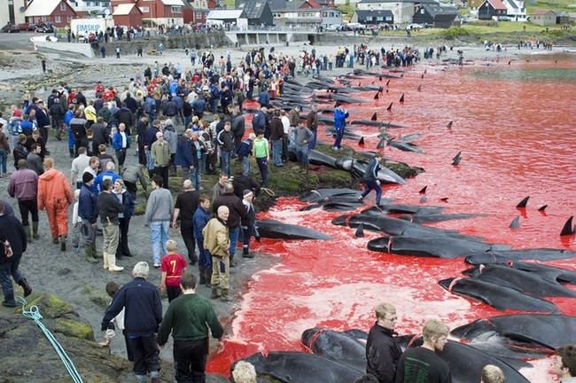 This is how traditional initiation into men takes place in Denmark. Once a year, young and not so “people” organize a massacre. Prey: dolphins and whales - Dead Dolphins, Murder, Longpost