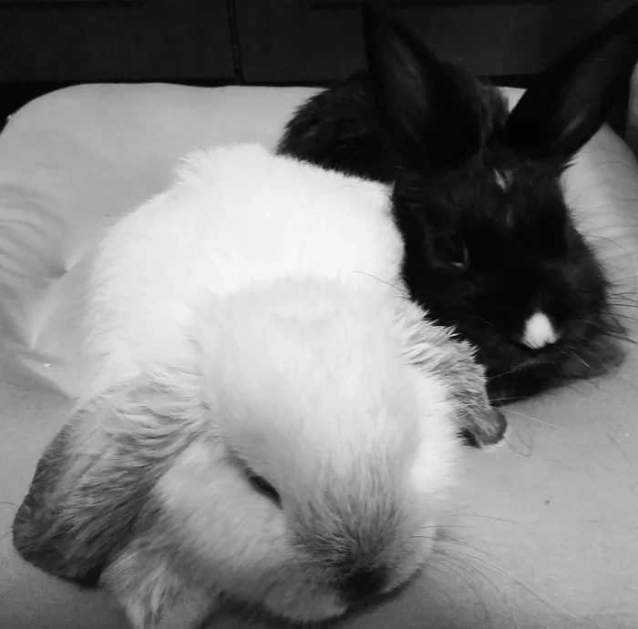 Olive and Roger - My, Dwarf rabbits, Fold-eared rabbit