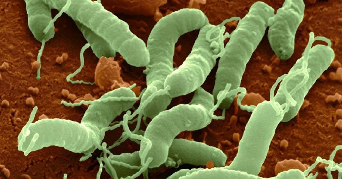 Бактерия вызывающая язву