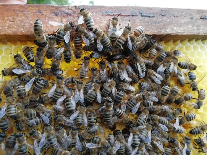 Simple bee trap - My, Beekeeping, With your own hands, Hobby, Honey, Video, Longpost