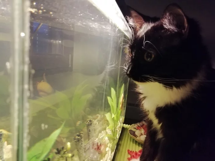 MY cat. Sitting in front of his favorite TV - cat, Kittens