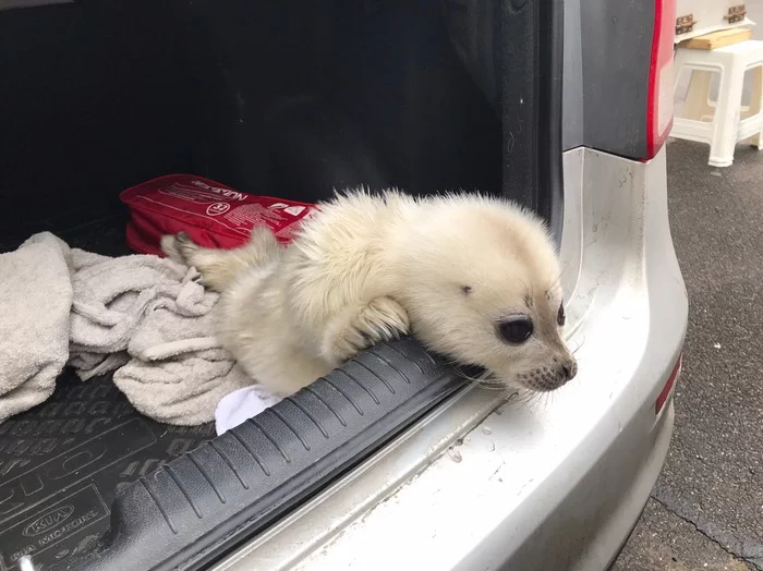 Two more whites rescued in the Gulf of Finland - Seal, Baltic seal, Young, The photo, Video, Animal Rescue, Animals, Longpost