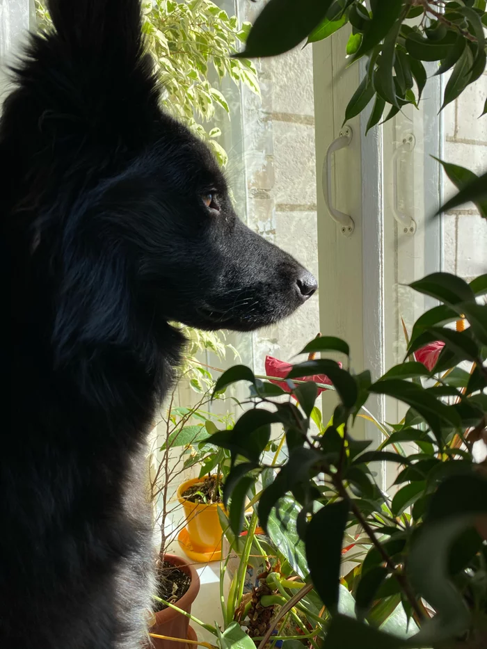 Spring came... - Dog, Spring, Window, Longpost